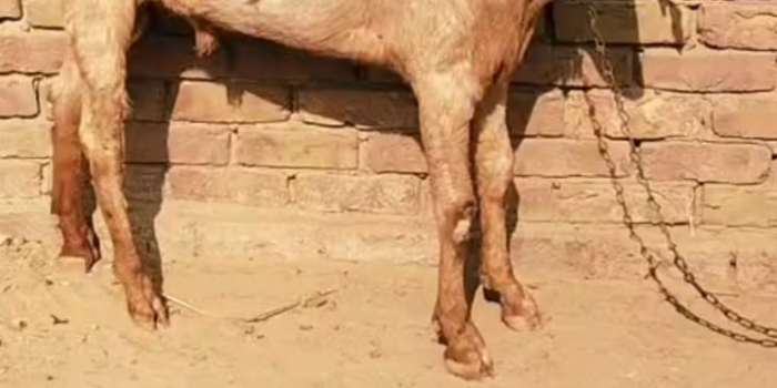 Banner GULAM HUSSAIN