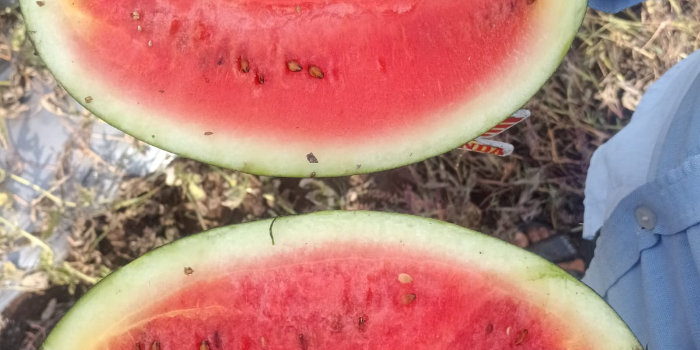 Banner MD ALAUDDIN FRUIT SUPPLIERS