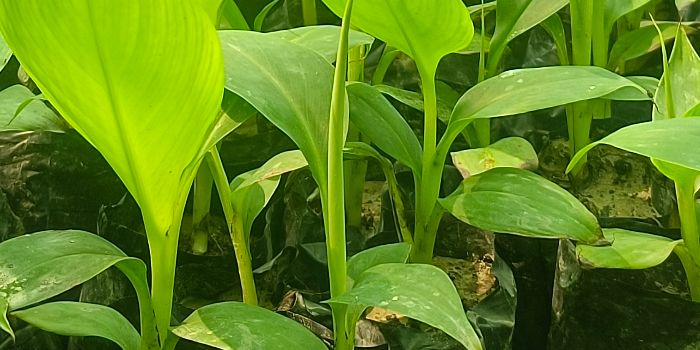 Banner KISAN AGRO BIOTECH