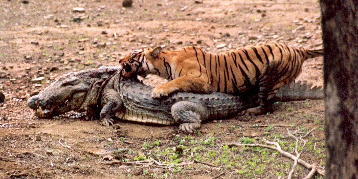 Banner WILD LIFE ARTIST AND PHOTOGRAPHER