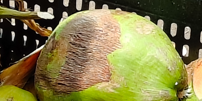 MD KHAJA - MD KHAJA in YELLANDU