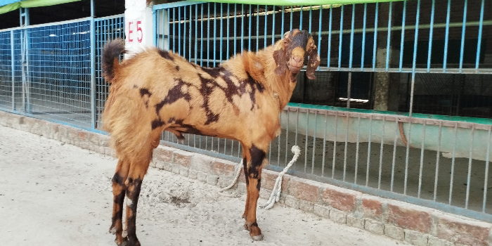 INDIAN GOAT FOUNDATION - INDIAN GOAT FOUNDATION in BASTI