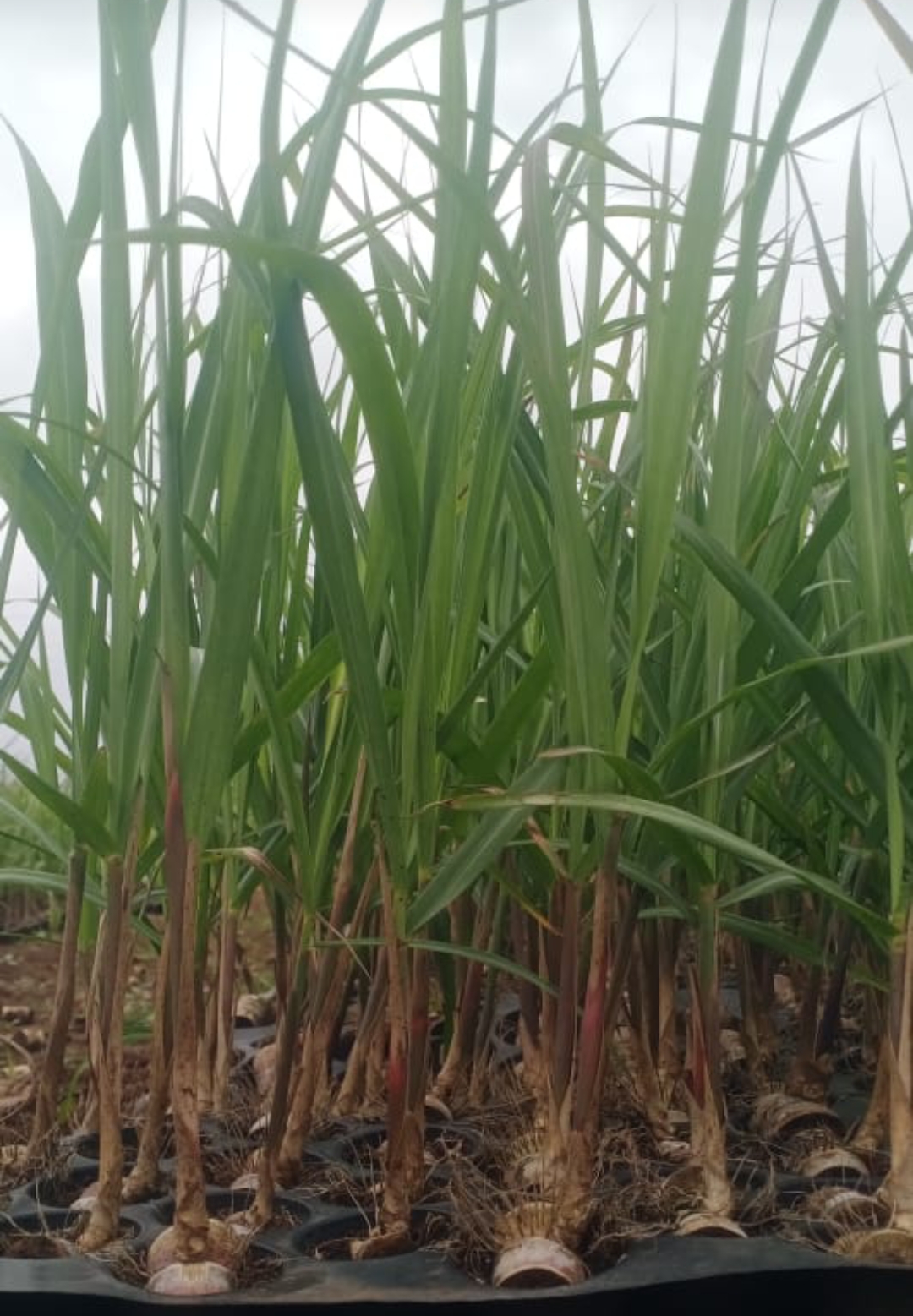  | VIDHARBHAFARMS AGRO PRODUCER COMPANY LTD | C/O  BAPURAO WANKHEDE AMANPUR, TQ UMARKHED, Maharashtra, 445206