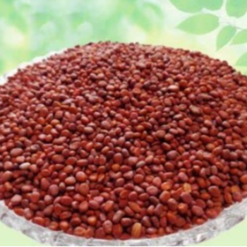  Radish Seed I Organic Heirloom Vegetable Seeds 50g AGROS RYTHU SEVA KENDRAM 2 H NO 5 100 P 5AAGAPETA ROADNARMETTA NEAR WINES