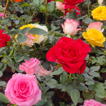  Buy Rose Flowers TAJ NURSERY KHATA NO.373,PLOT NO.522 ST. STEPHENS CHURCH,OLD MANGO MARKET., BERHAMPUR, Odisha, 760001