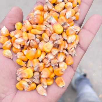 Maize-https://media.vyaparify.com/vcards/products/125379/product_1738059533_6798af0d6e400.png Image