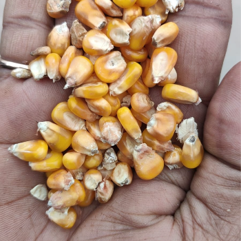 Maize-https://media.vyaparify.com/vcards/products/125380/product_1738059533_6798af0d94965.png Image