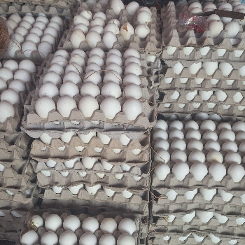 EGG-https://media.vyaparify.com/vcards/products/126437/product_1738141854_6799f09e6df5f.png Image