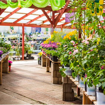 Nursary-https://media.vyaparify.com/vcards/products/127659/product_1738238157_679b68cd61884.png Image