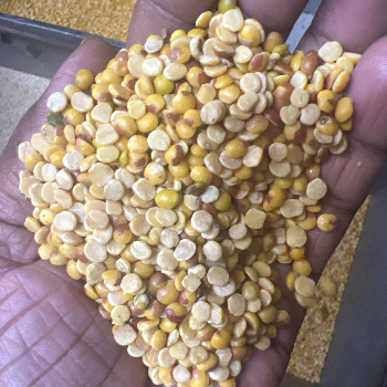 Toor daal chilty desi daal 2kg-https://media.vyaparify.com/vcards/products/128610/product_1738337733_679cedc5a042f.png Image