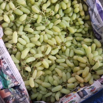 Fruit-https://media.vyaparify.com/vcards/products/137408/product_1739183131_67a9d41b9180f.png Image