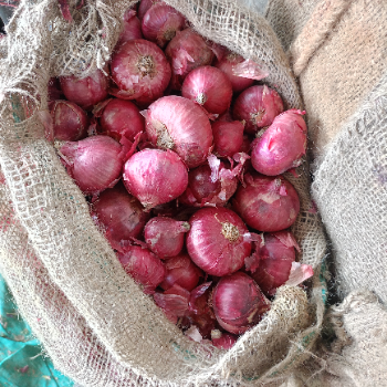 Onion-https://media.vyaparify.com/vcards/products/140914/product_1739530211_67af1fe3e9935.png Image