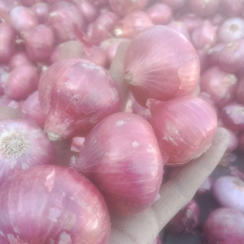 Onion-https://media.vyaparify.com/vcards/products/144764/product_1739956940_67b5a2cc949c2.png Image