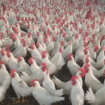 Poultry farm-https://media.vyaparify.com/vcards/products/150148/product_1740390134_67bc3ef642c89.png Image