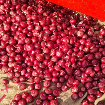 ONION-https://media.vyaparify.com/vcards/products/151819/product_1740656855_67c050d756996.png Image