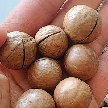  Macadamia nuts SAJJAD AHMED PANDIT Pandit Dryfruits  And Spices Manglora Gulmarg Road Opposite Petrol Pump