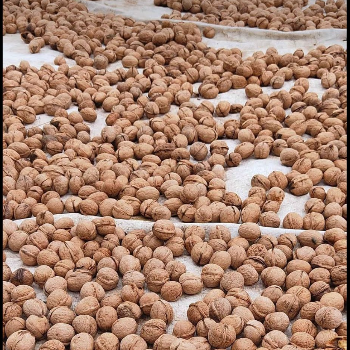  Wallnut paper shell SAJJAD AHMED PANDIT Pandit Dryfruits  And Spices Manglora Gulmarg Road Opposite Petrol Pump