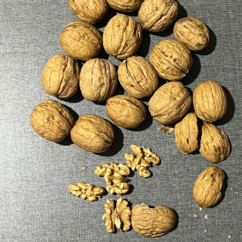  Walnut chile premium VARUDI TRADERS VARUDI DRYFRUIT 4  PARIVAAR PARK  CORNER NEAR MAYANI CHOWK ARYASAMAJ MAIN ROAD OPP RAMANI MOTOR GARAGE