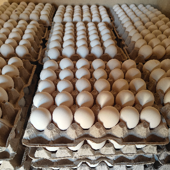  Farm Fresh Eggs 30 SHARP AGRO COMPANIES PO KISHANGARH, OPP. GOVERNMENT PRIMARY SCHOOL Gali Number 1, Khanna, Punjab, 141401