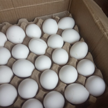 Egg-https://media.vyaparify.com/vcards/products/161518/product_1741613910_67ceeb56a87a3.png Image