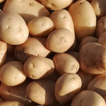 Shikh-https://media.vyaparify.com/vcards/products/163527/product_1741847614_67d27c3eaf648.png Image