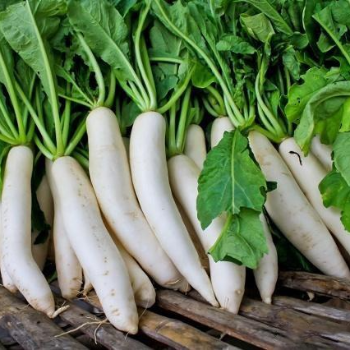 RADISH-https://media.vyaparify.com/vcards/products/168245/product_1742281717_67d91bf57be63.png Image