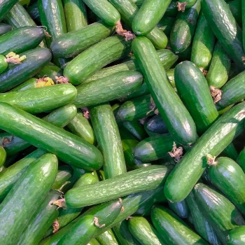  CUCUMBER MOHAMED THAMEEMUL ANSARI C O T59 TK MARKET  NEAR MARKET