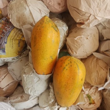 Sanwariya-https://media.vyaparify.com/vcards/products/168339/product_1742284967_67d928a7b49d5.png Image