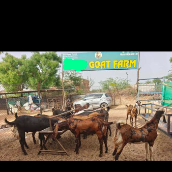 Goat farm-https://media.vyaparify.com/vcards/products/168533/product_1742295846_67d953263e329.png Image