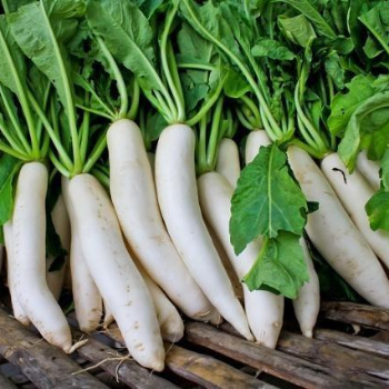 RADISH-https://media.vyaparify.com/vcards/products/169039/product_1742376114_67da8cb2e405d.png Image