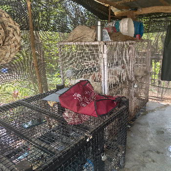 Farm Fresh Chicken Shop-https://media.vyaparify.com/vcards/products/170404/product_1742539160_67dd09981ea6e.png Image