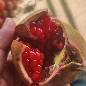 Fruits-https://media.vyaparify.com/vcards/products/172666/product_1742900490_67e28d0a2a76b.png Image