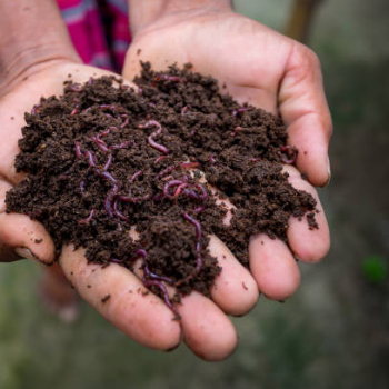  Vermicompost CALCUTTA TIRPAL TRADERS NX LOWER GROUND FLOOR   SHOP NO G7 GLOBAL  TOWER  EASTERN BY PASS GHOGOMALI