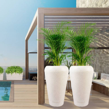  Best Fiber Plants for your home and offices CALCUTTA TIRPAL TRADERS NX LOWER GROUND FLOOR   SHOP NO G7 GLOBAL  TOWER  EASTERN BY PASS GHOGOMALI