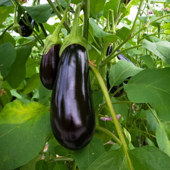  EGGPLANT or BRINJAL Kg DEVENDHIRAN K VALLI VEGETABLE  SHOP NO6 BAZZAR  STREET MARKET ROAD PUDUPATTINAM