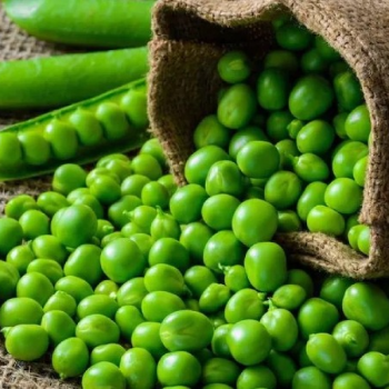 GREEN PEAS Kg-https://media.vyaparify.com/vcards/products/178745/product_1743597077_67ed2e1504d33.png Image