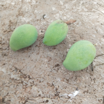 Fencing-https://media.vyaparify.com/vcards/products/184044/product_1744097247_67f4cfdfeffeb.png Image