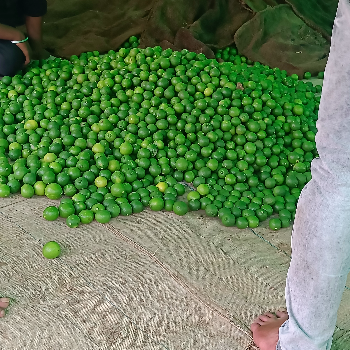 APPLE-https://media.vyaparify.com/vcards/products/184703/product_1744198369_67f65ae1dbfc3.png Image