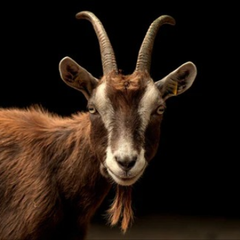  WHOLESALE  MUTTON  ( MALE GOAT ) SHAIK AZAM NH 63 SHIRKEY COLONY NASPUR TELENGANA
