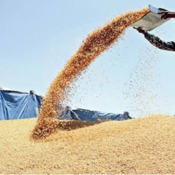 Wheat-https://media.vyaparify.com/vcards/products/202374/product_1745837791_680f5edf112e3.png Image