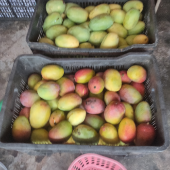 Fruits-https://media.vyaparify.com/vcards/products/204477/product_1746079627_68130f8b0eff8.png Image