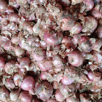 Potato-https://media.vyaparify.com/vcards/products/207963/product_1746181664_68149e20c5603.png Image