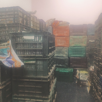 Angur-https://media.vyaparify.com/vcards/products/208024/product_1746188376_6814b858a6177.png Image