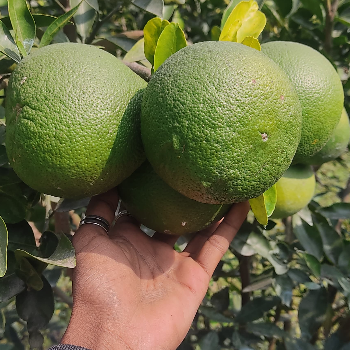 Nursary-https://media.vyaparify.com/vcards/products/214673/product_1746506230_681991f60a699.png Image