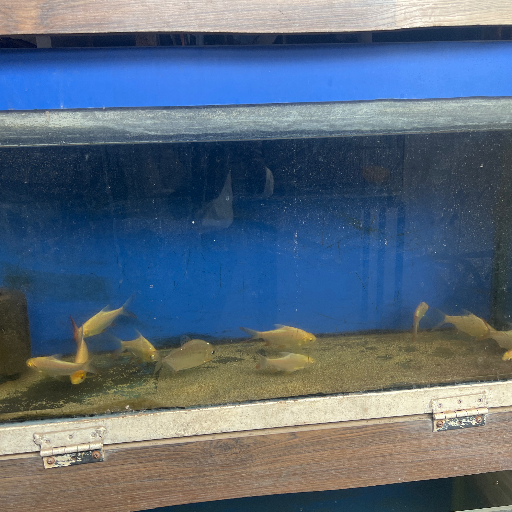 fishes-https://media.vyaparify.com/vcards/products/232795/product_1747296987_6825a2db41df4.png Image