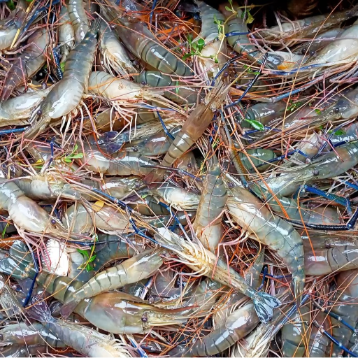 PRAWNS-https://media.vyaparify.com/vcards/products/246349/product_1747738790_682c60a6bb568.png Image