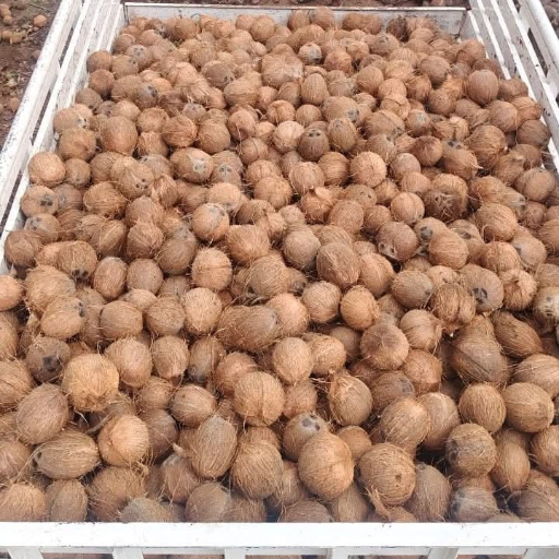 Coconut-https://media.vyaparify.com/vcards/products/249337/product_1747892690_682eb9d2509e4.png Image