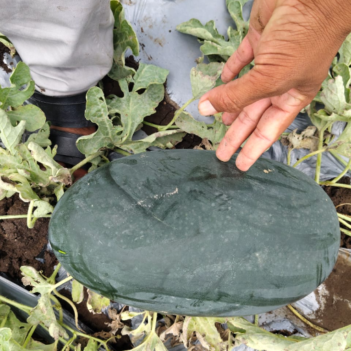 WATER MILON-https://media.vyaparify.com/vcards/products/265036/product_1748599682_6839838276591.png Image