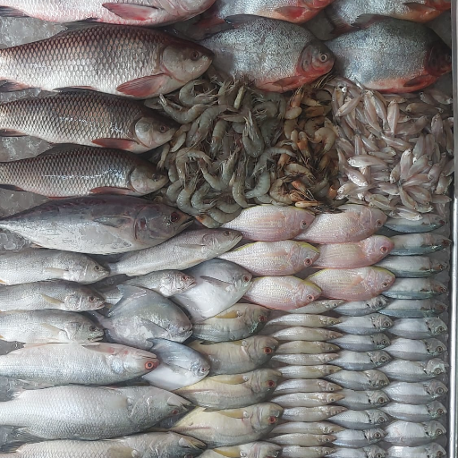 Fish-https://media.vyaparify.com/vcards/products/284647/product_1749304470_68444496b3652.png Image