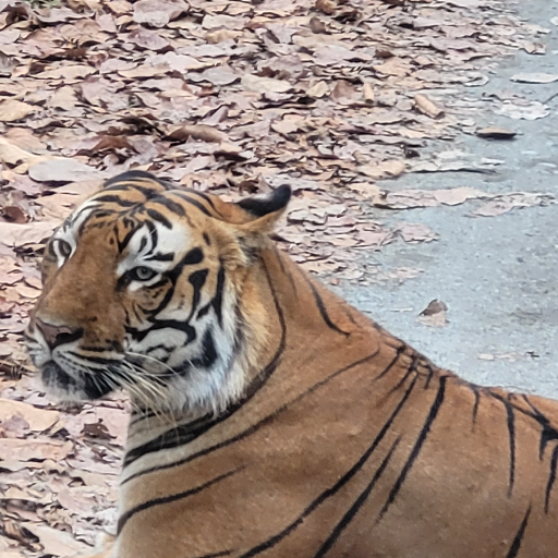 Medicsls-https://media.vyaparify.com/vcards/products/286133/product_1749534514_6847c732ae613.png Image